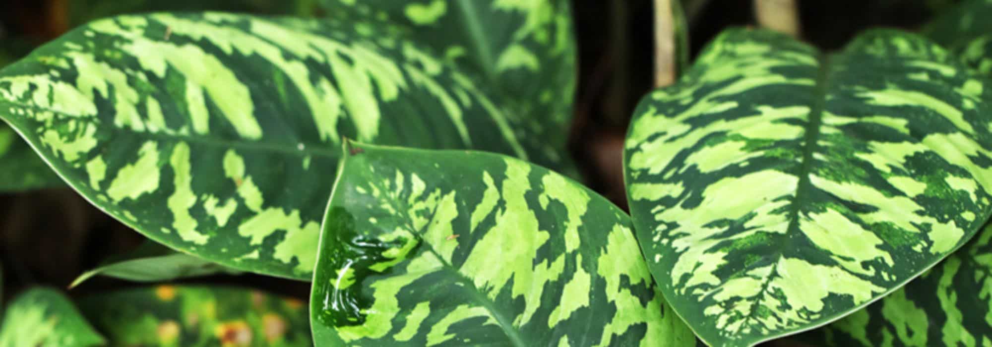 The houseplants you won't see in your neighbour's living room