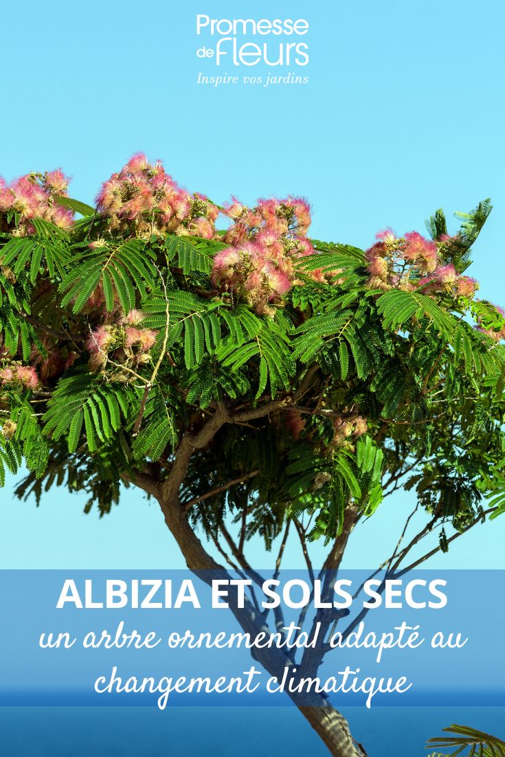 Albizia by the seaside