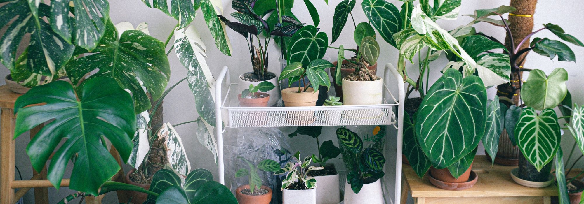 The easiest houseplants to propagate by cuttings