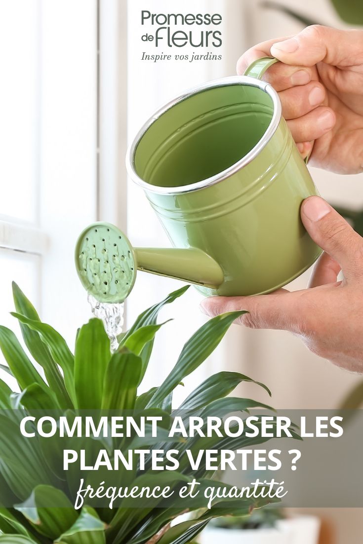 Watering a green plant