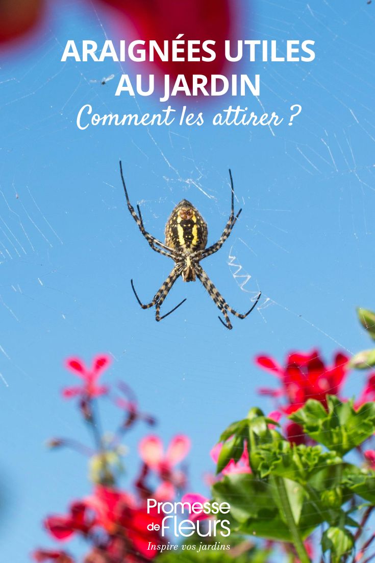 A spider in the garden