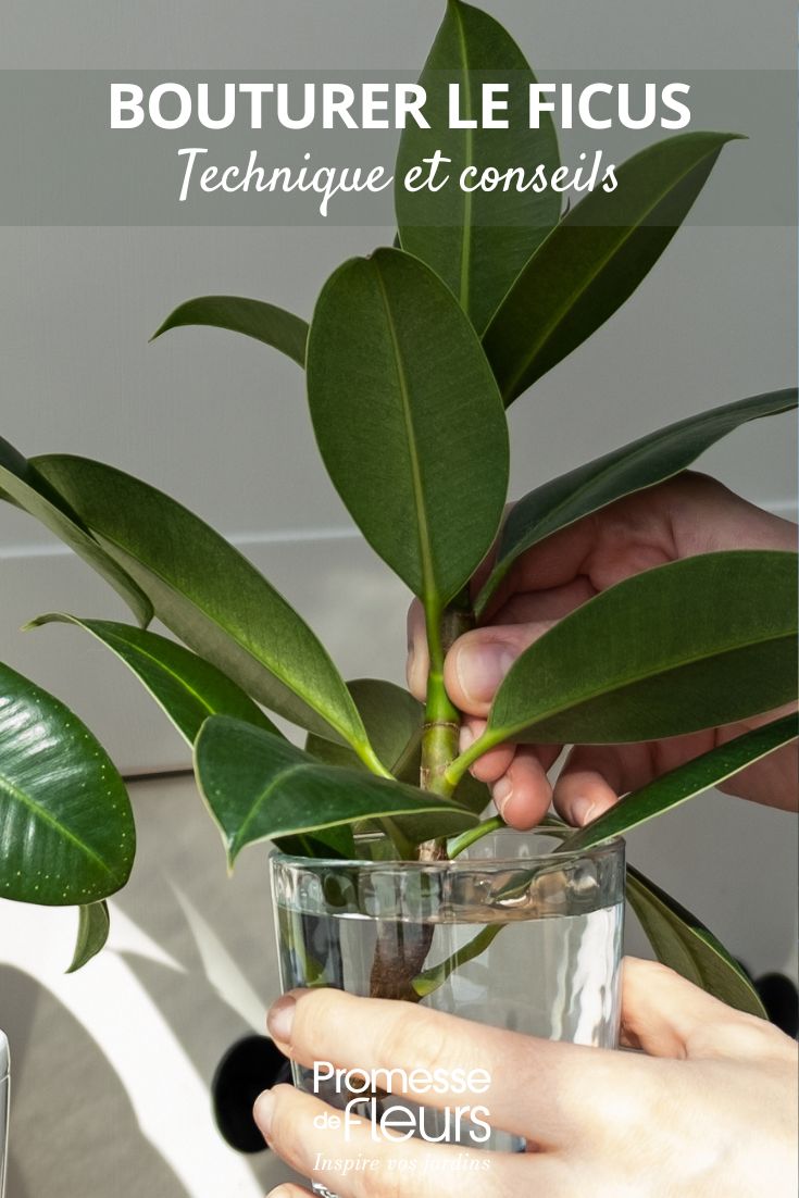 Ficus cutting