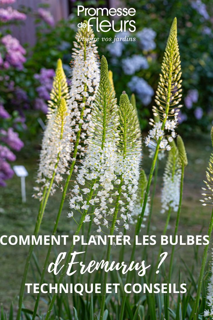 white flowers of steppe lilies