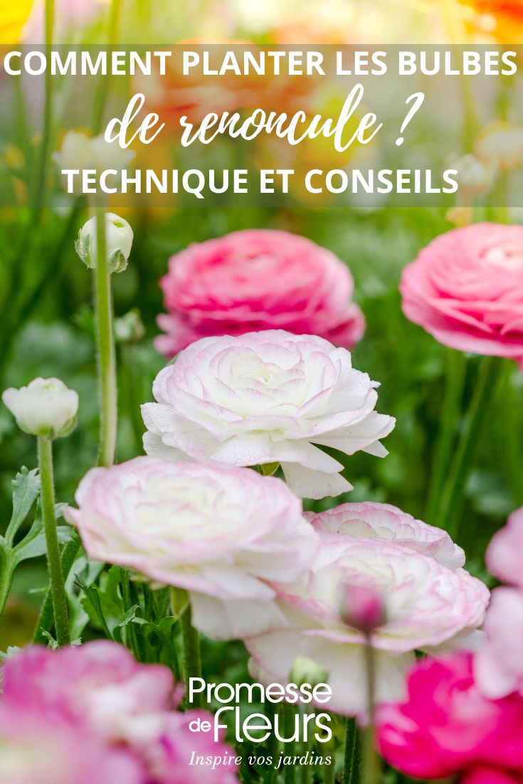 ranunculus flowers