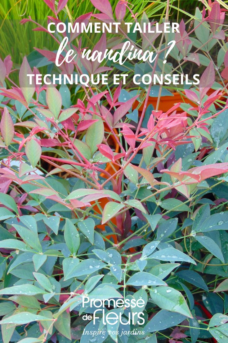 Nandina domestica 'Seika' - Sacred Bamboo - Photo credit: PAP - PDF - All rights reserved