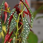 How to grow and care for your variegated or iridescent indoor begonias?