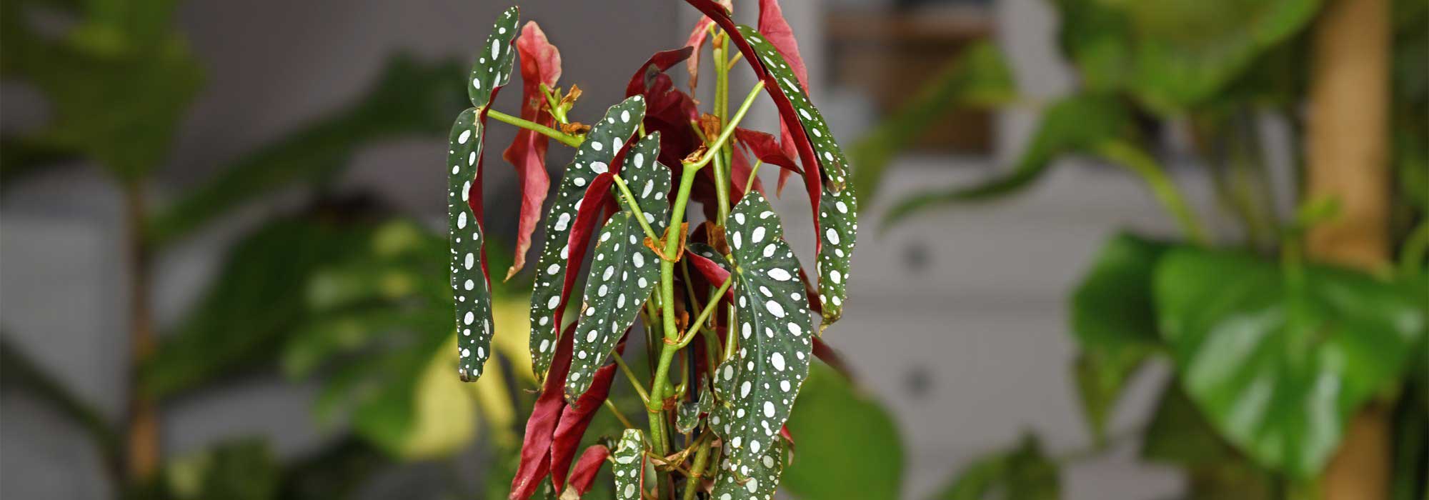 How to grow and care for your variegated or iridescent indoor begonias?