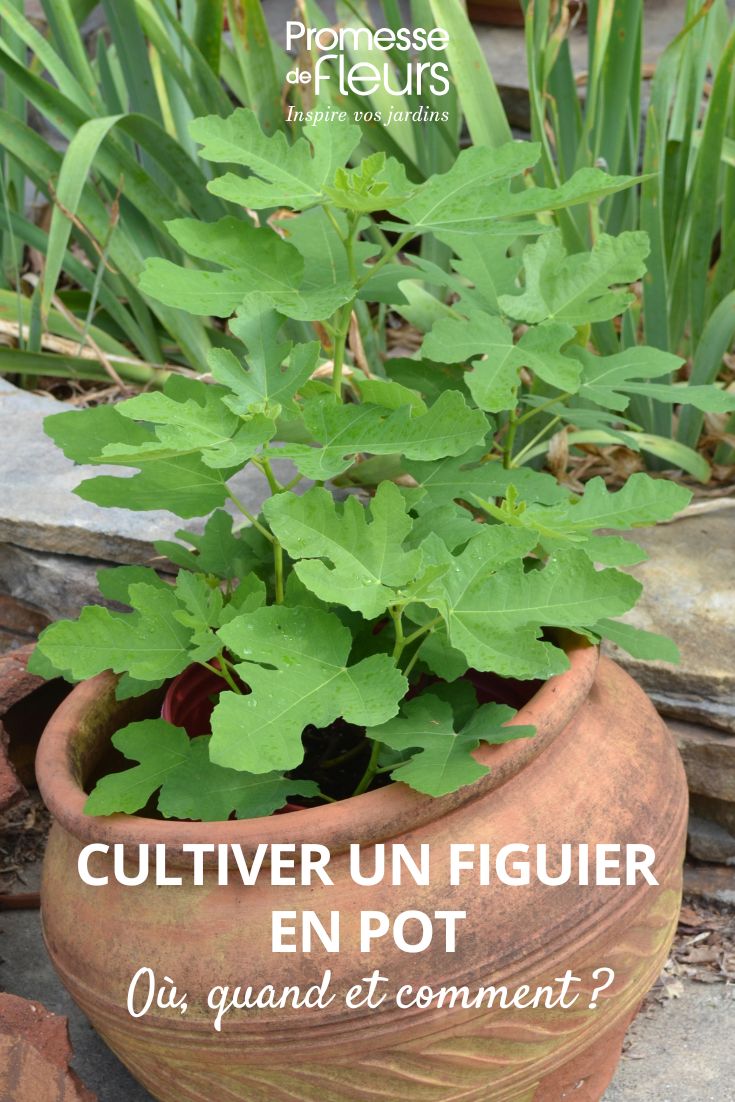 Potted fig tree