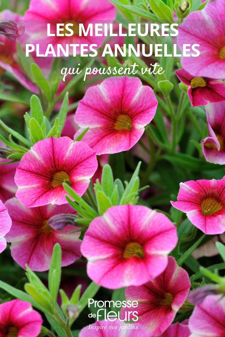 petunia