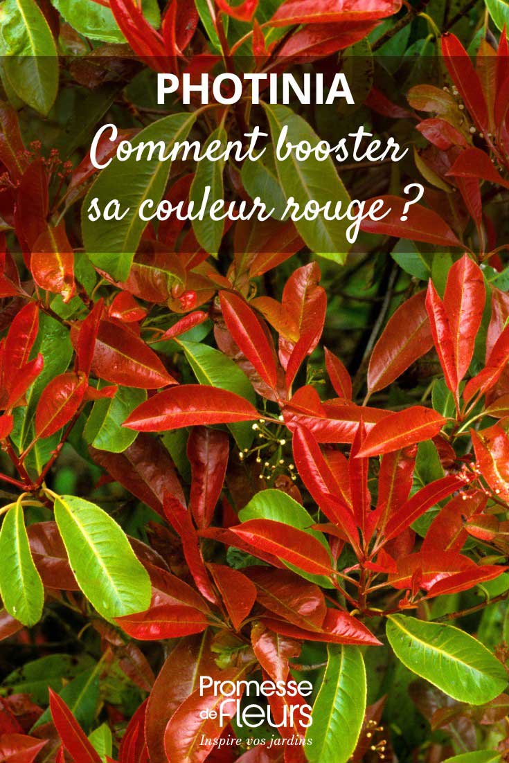 Tips to enhance Photinia's red colour