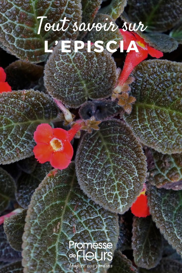 Foliage and flower of Episcia