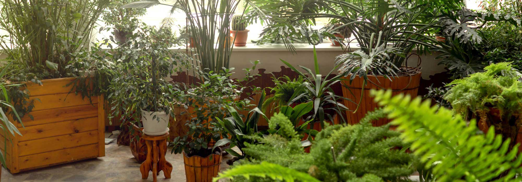 Indoor plants: bring the urban jungle look into your home!