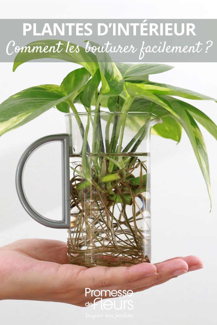 indoor plant cuttings