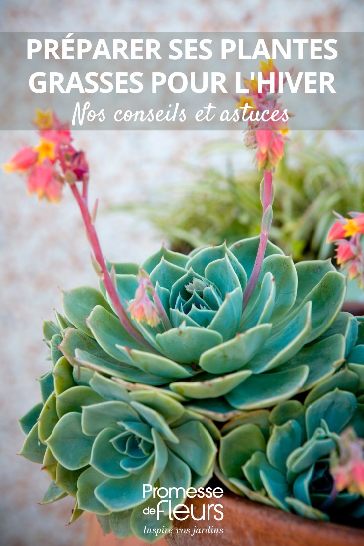 potted succulent plant