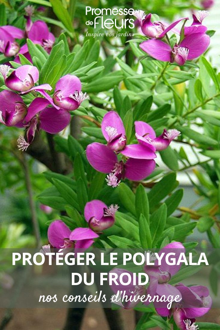 Polygala flowers
