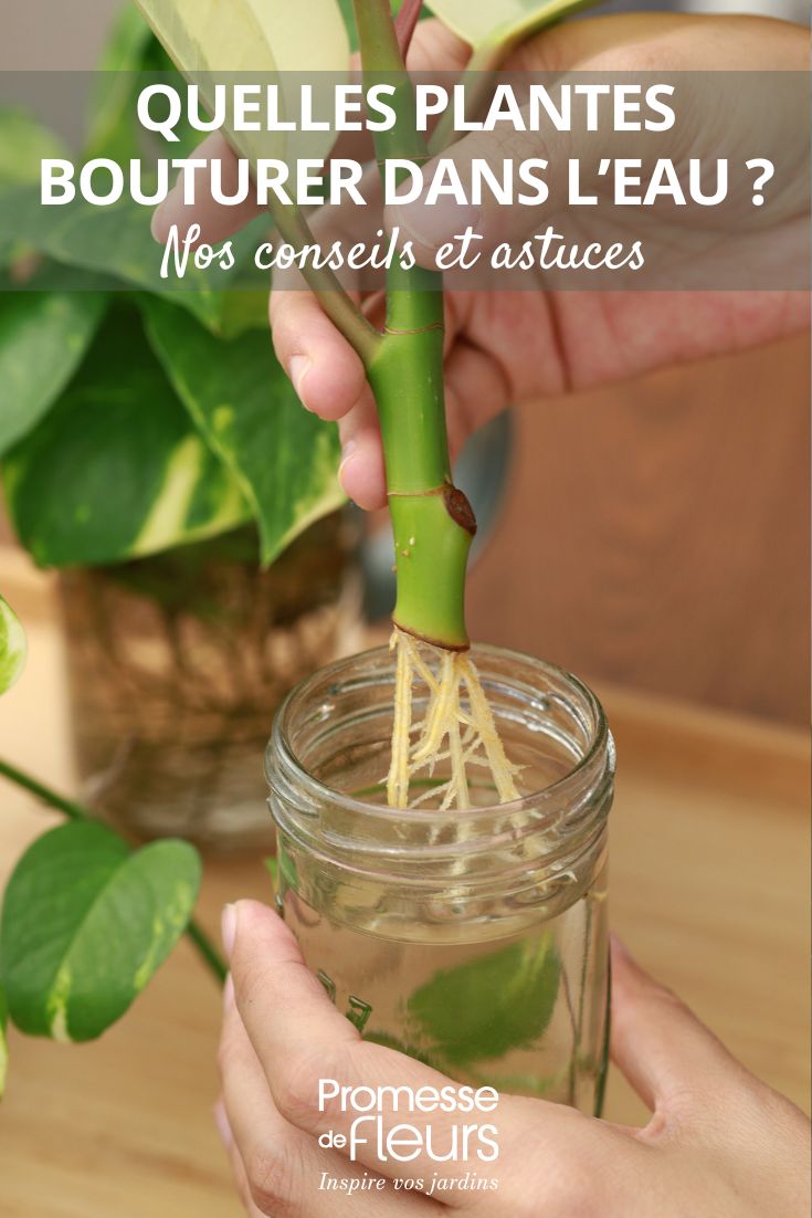 plant cutting in water
