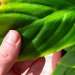 How to rescue a dying houseplant?