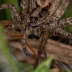 How to attract beneficial spiders to your garden?