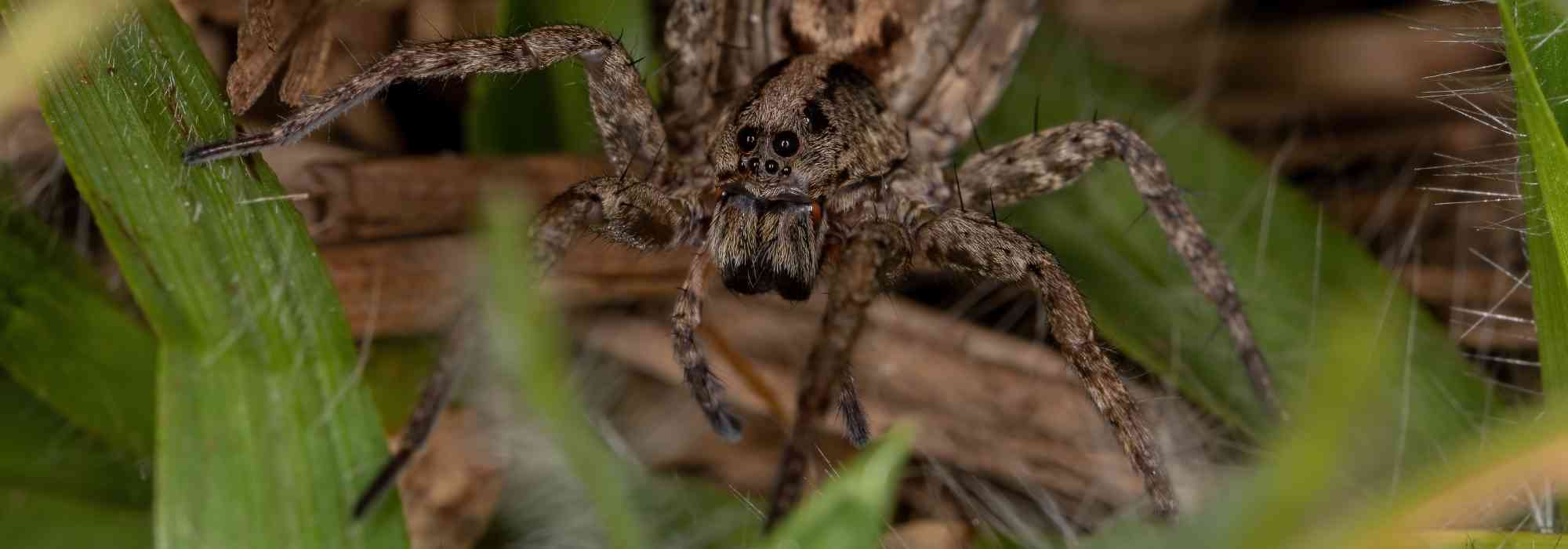 How to attract beneficial spiders to your garden?