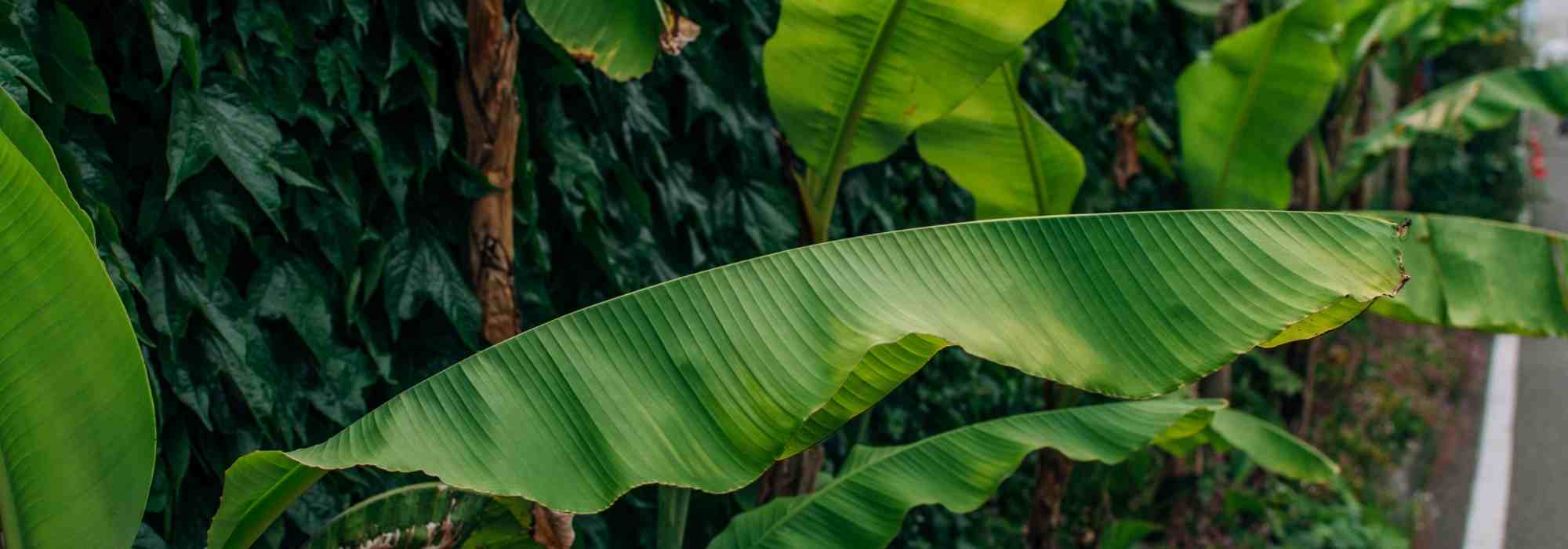 How to grow a banana plant in a greenhouse or conservatory? Tips for success