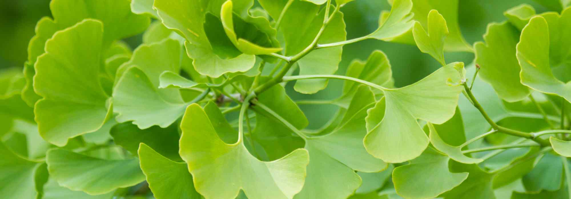 How to grow Ginkgo biloba in a pot?