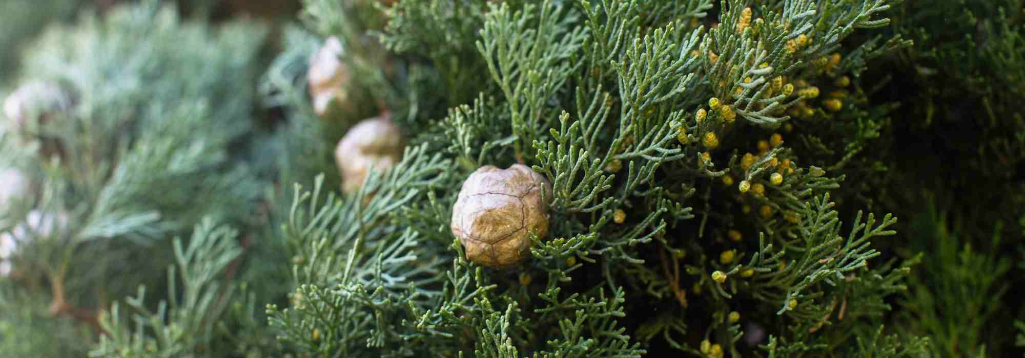 Cypress care: watering and fertilising for vigorous growth