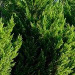 How to maintain a cypress hedge to keep it dense and regular?
