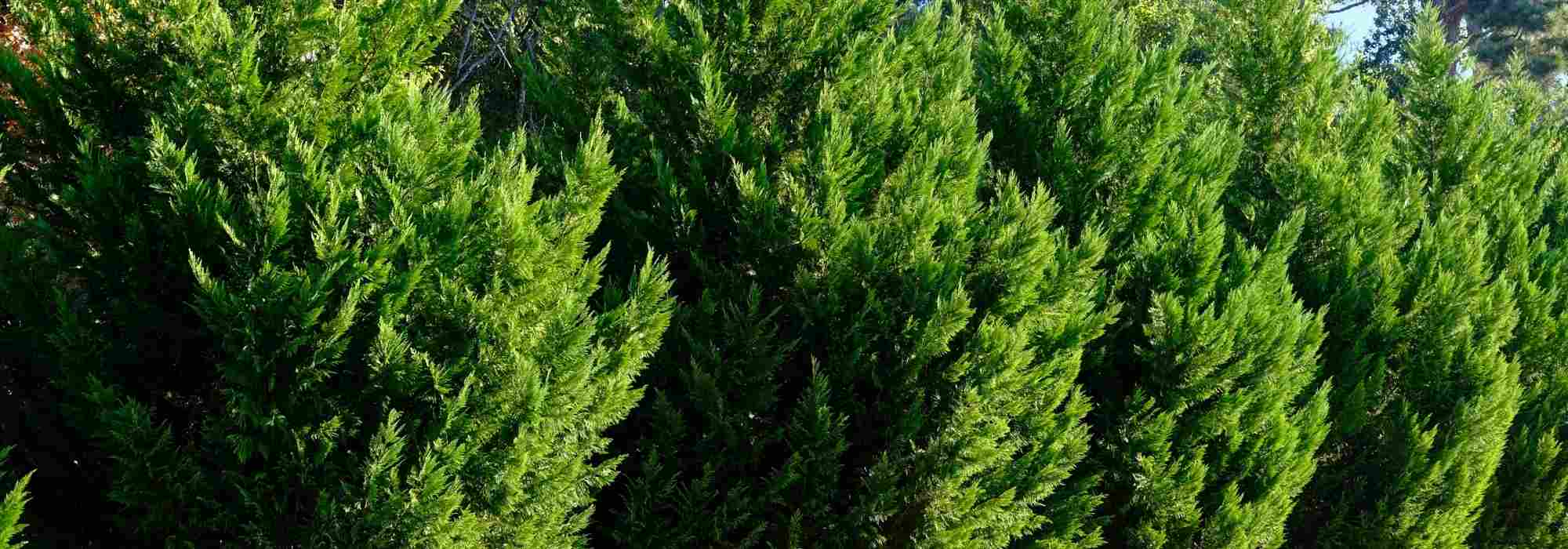 How to maintain a cypress hedge to keep it dense and regular?