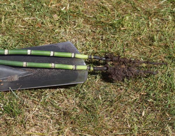 How to propagate horsetail (Equisetum) in the garden?