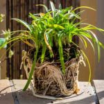 How to propagate Agapanthus?