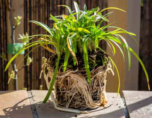 How to propagate Agapanthus?