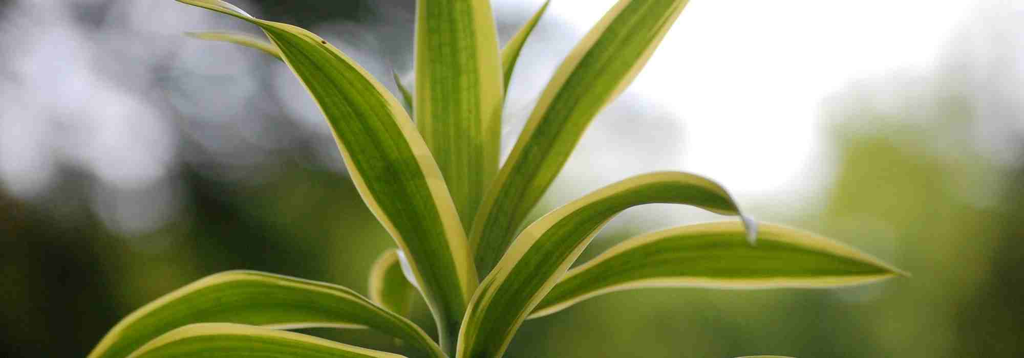 Dracaena: seasonal care