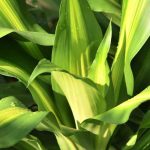 Household pets and houseplants: the dangers of Dracaena