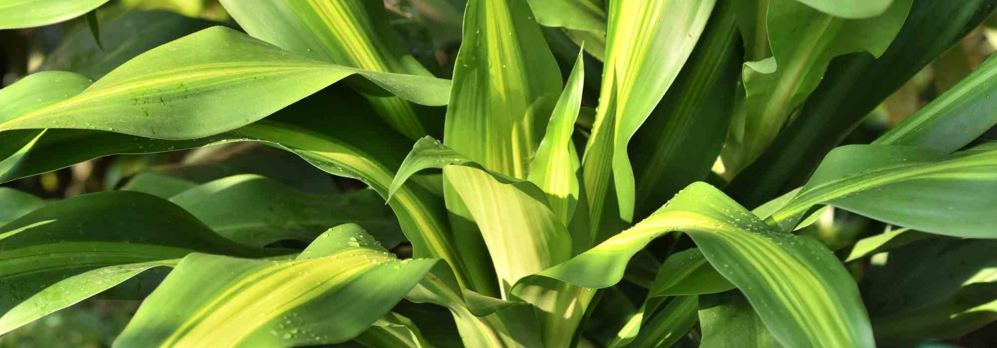 Household pets and houseplants: the dangers of Dracaena