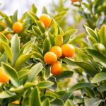 Kumquat: when and how to prune?
