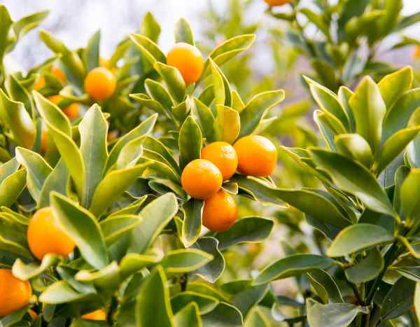 Kumquat: when and how to prune?