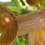 Fig blastophage: tiny insect essential to figs