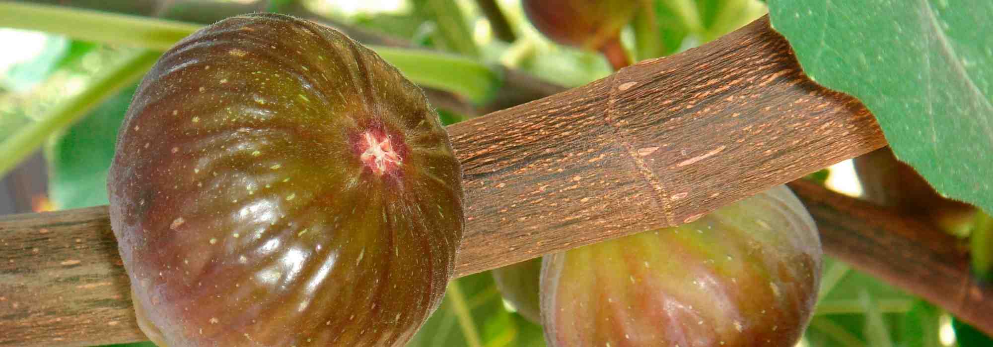 Fig blastophage: tiny insect essential to figs