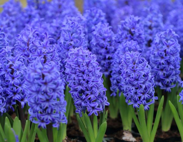Dividing and Replanting Hyacinth Bulbs: Guide to Multiplying Them Easily