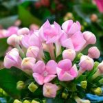 Common diseases and pests of Kalanchoe