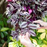 Tradescantia or spiderwort propagation: our 2 easy methods