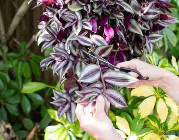 Tradescantia or spiderwort propagation: our 2 easy methods