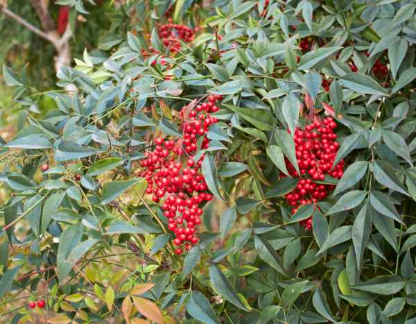 How to propagate Nandina or Heavenly Bamboo?