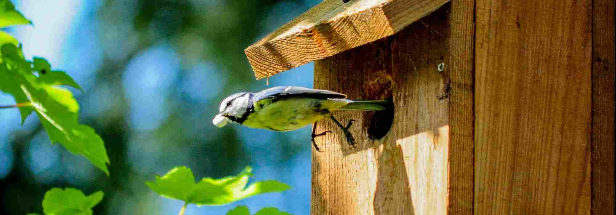 Bird boxes: how to choose the right ones and install them in the garden?
