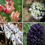 Bulbs 2026: 7 spring novelties to plant now