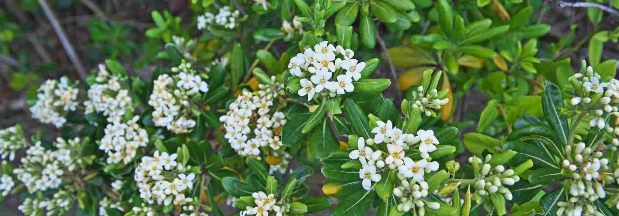 Pittosporum for pots: make the best choice!