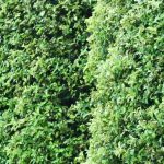 Why choosing Pittosporum for a hedge? Benefits, suitable varieties and tips