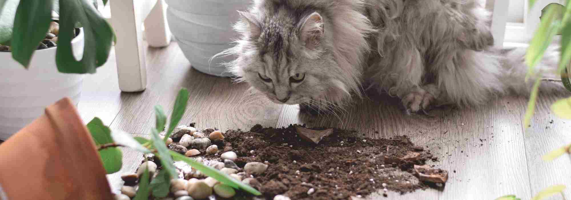 Non-toxic houseplants: which ones should you choose to keep your pet safe?