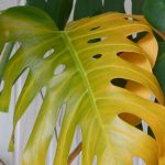 Saving an overwatered potted plant: our effective solutions