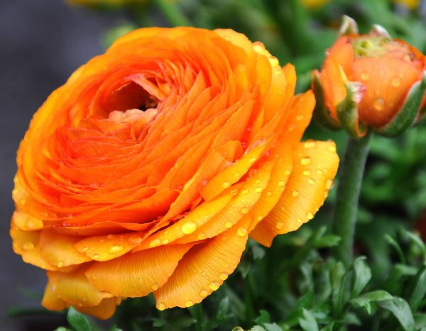 How to plant ranunculus bulbs?